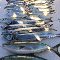 ビッグファイター 釣果