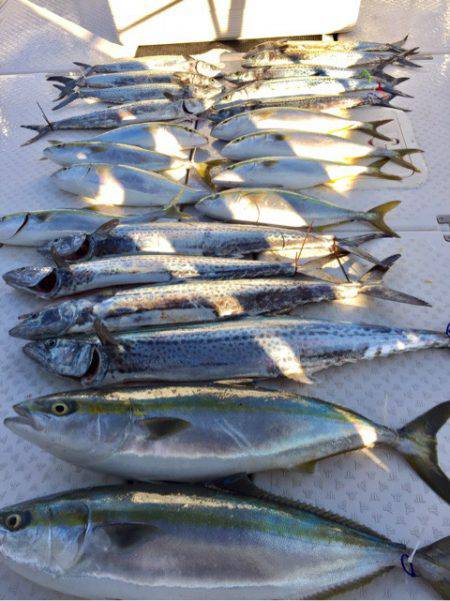 ビッグファイター 釣果