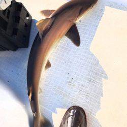 龍神丸(鹿児島) 釣果