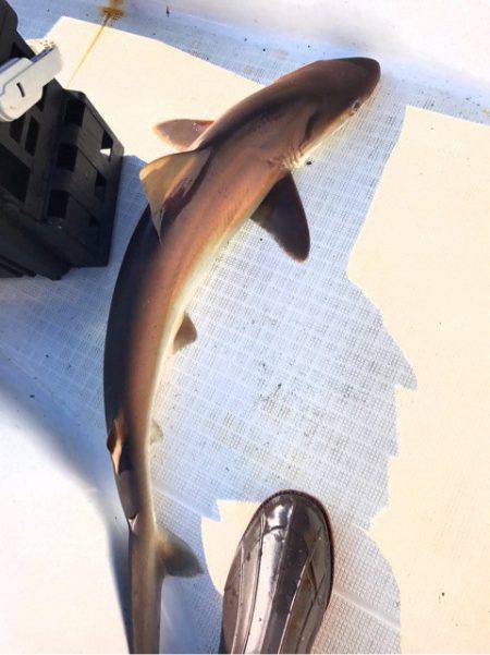 龍神丸(鹿児島) 釣果