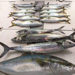 ビッグファイター 釣果