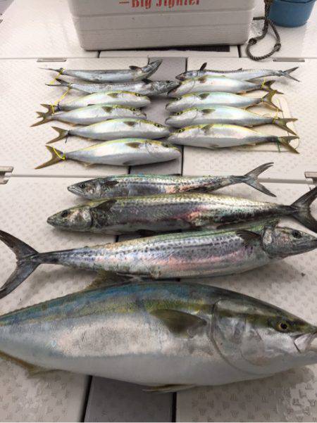 ビッグファイター 釣果