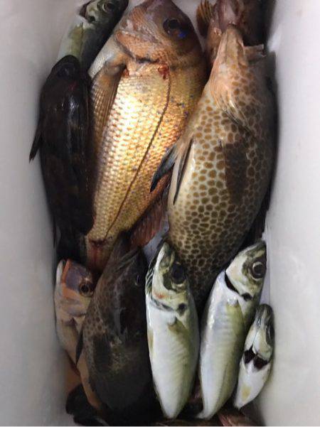 龍神丸（鹿児島） 釣果