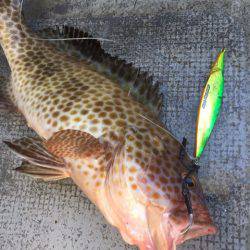 第二 海洋丸 釣果