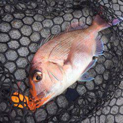 第二 海洋丸 釣果