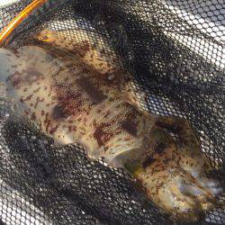 「LaGooN」蒼陽丸 日和号 釣果