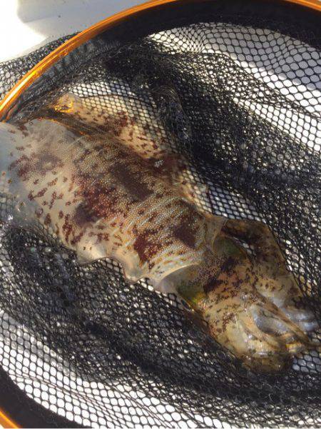 「LaGooN」蒼陽丸 日和号 釣果