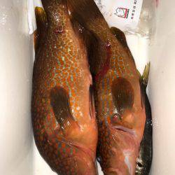 龍神丸(鹿児島) 釣果