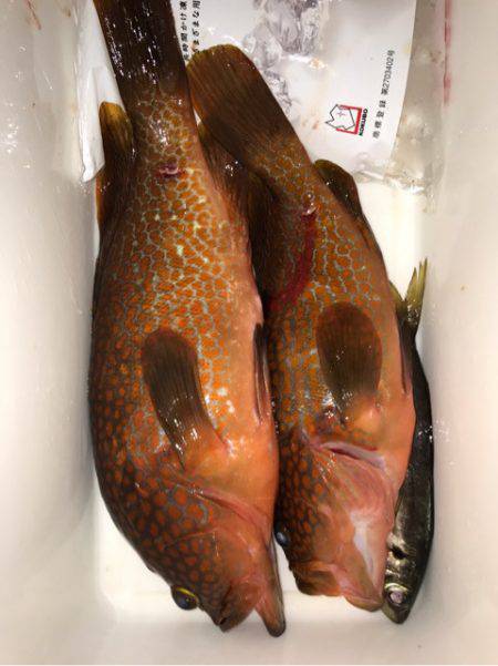 龍神丸(鹿児島) 釣果