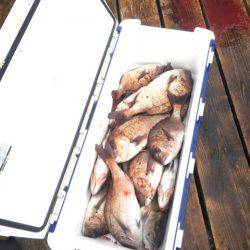 釣り堀水宝 釣果