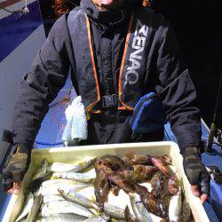 ヤザワ渡船 釣果