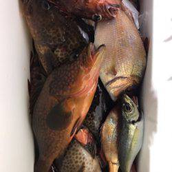 龍神丸(鹿児島) 釣果