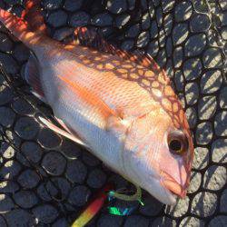 第二 海洋丸 釣果