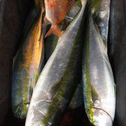 海楽隊 華栞丸 釣果