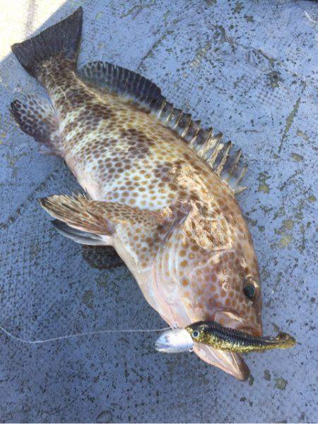 第二 海洋丸 釣果