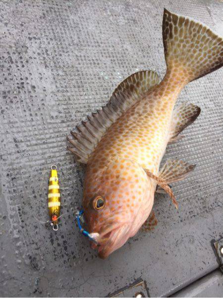 第二 海洋丸 釣果