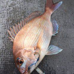 第二 海洋丸 釣果