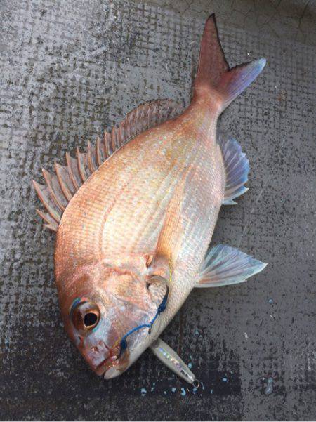 第二 海洋丸 釣果