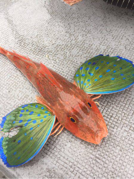 第二 海洋丸 釣果