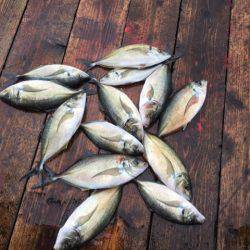 釣り堀水宝 釣果