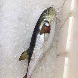 海楽隊 華栞丸 釣果