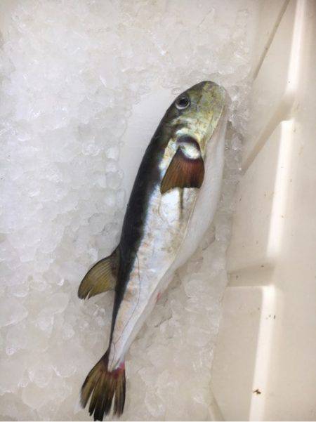 海楽隊 華栞丸 釣果