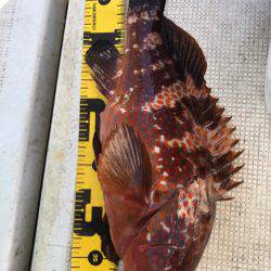 龍神丸(鹿児島) 釣果