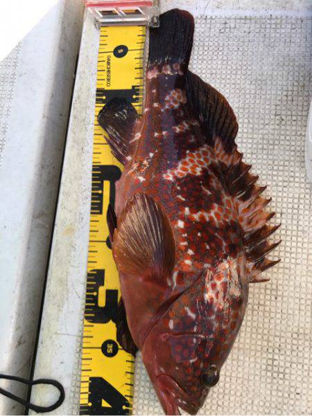 龍神丸(鹿児島) 釣果