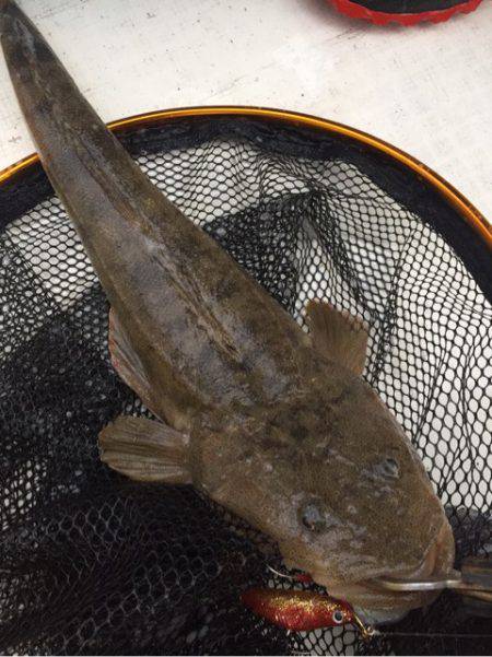 「LaGooN」蒼陽丸 日和号　 釣果