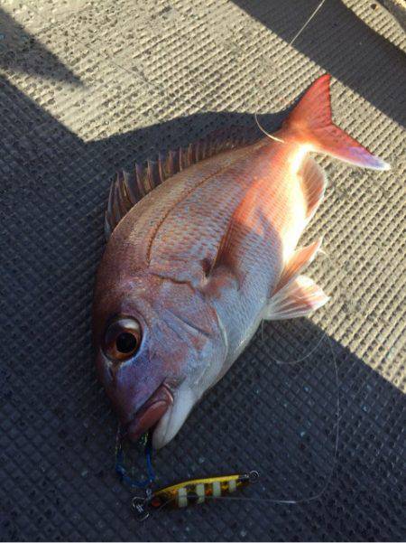 第二 海洋丸 釣果