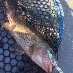 第二 海洋丸 釣果