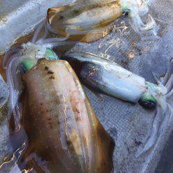 第二 海洋丸 釣果