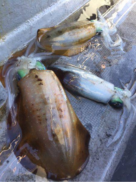 第二 海洋丸 釣果