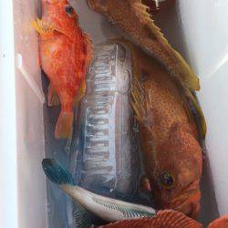 「LaGooN」蒼陽丸 日和号 釣果