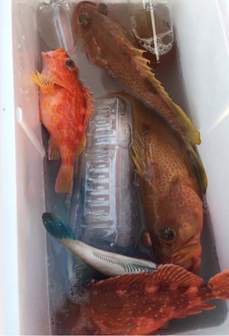 「LaGooN」蒼陽丸 日和号 釣果