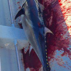 海楽隊 華栞丸 釣果