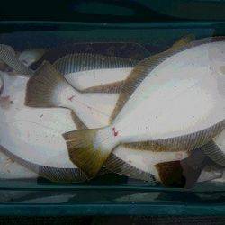 小樽港遊漁船ＳＨＡＫＥ 釣果