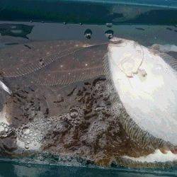 小樽港遊漁船ＳＨＡＫＥ 釣果