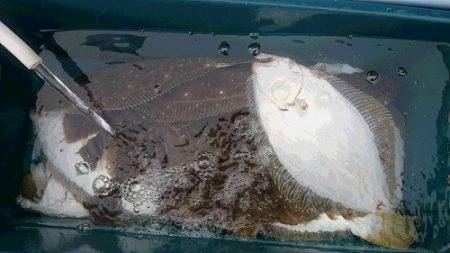 小樽港遊漁船ＳＨＡＫＥ 釣果