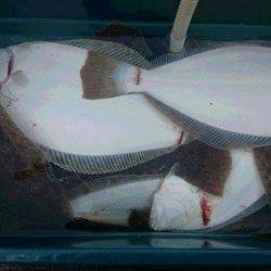 小樽港遊漁船SHAKE 釣果