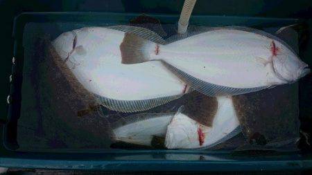 小樽港遊漁船SHAKE 釣果