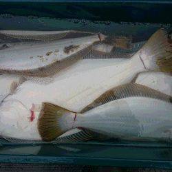 小樽港遊漁船SHAKE 釣果