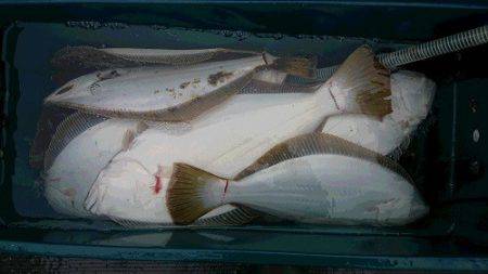 小樽港遊漁船SHAKE 釣果