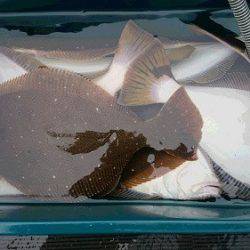 小樽港遊漁船SHAKE 釣果