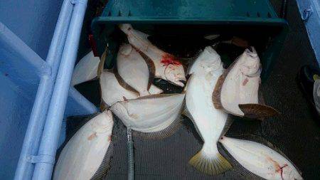 小樽港遊漁船SHAKE 釣果