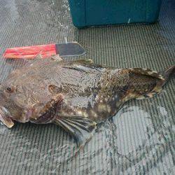 小樽港遊漁船ＳＨＡＫＥ 釣果