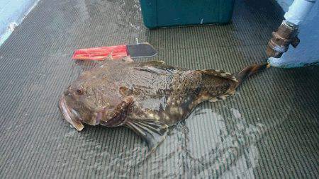 小樽港遊漁船ＳＨＡＫＥ 釣果