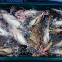 小樽港遊漁船SHAKE 釣果