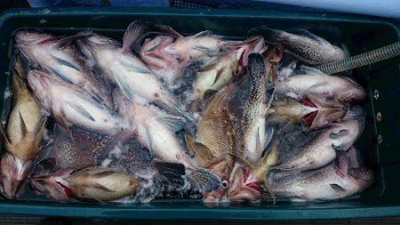 小樽港遊漁船SHAKE 釣果