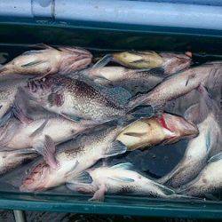 小樽港遊漁船SHAKE 釣果